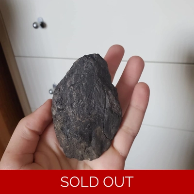 Thick Ankylosaurus Armor Scute